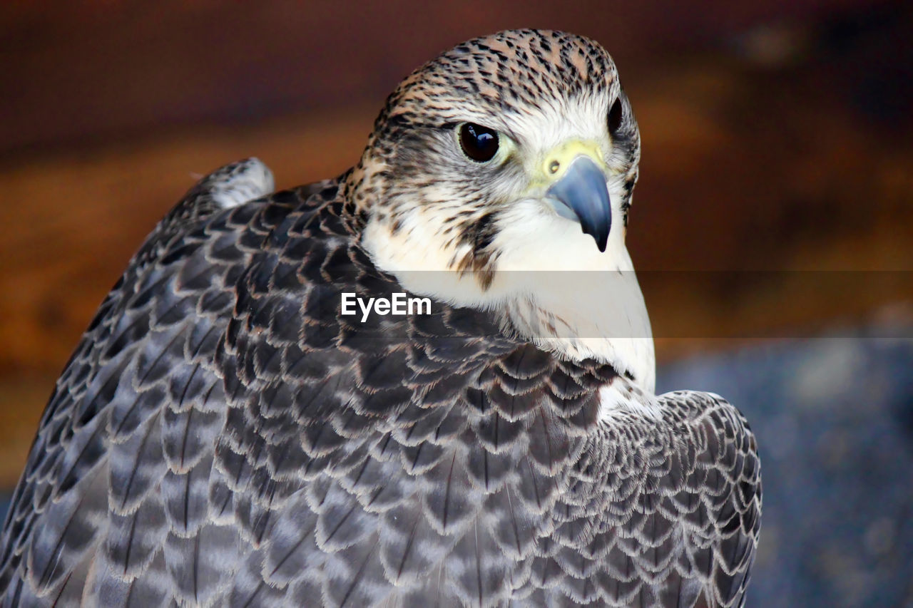 Close-up of owl perching outdoors