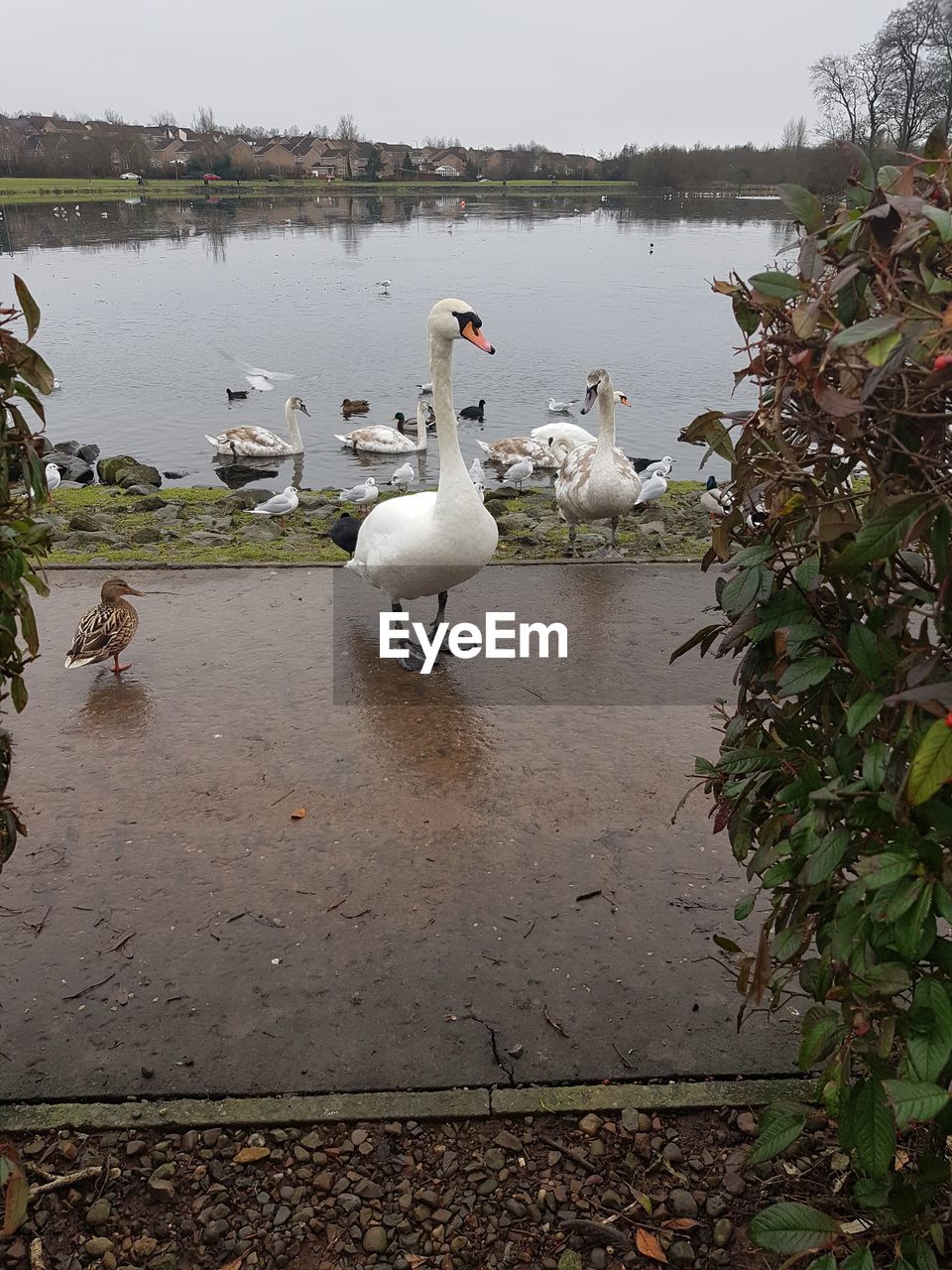 SWAN SWIMMING IN LAKE