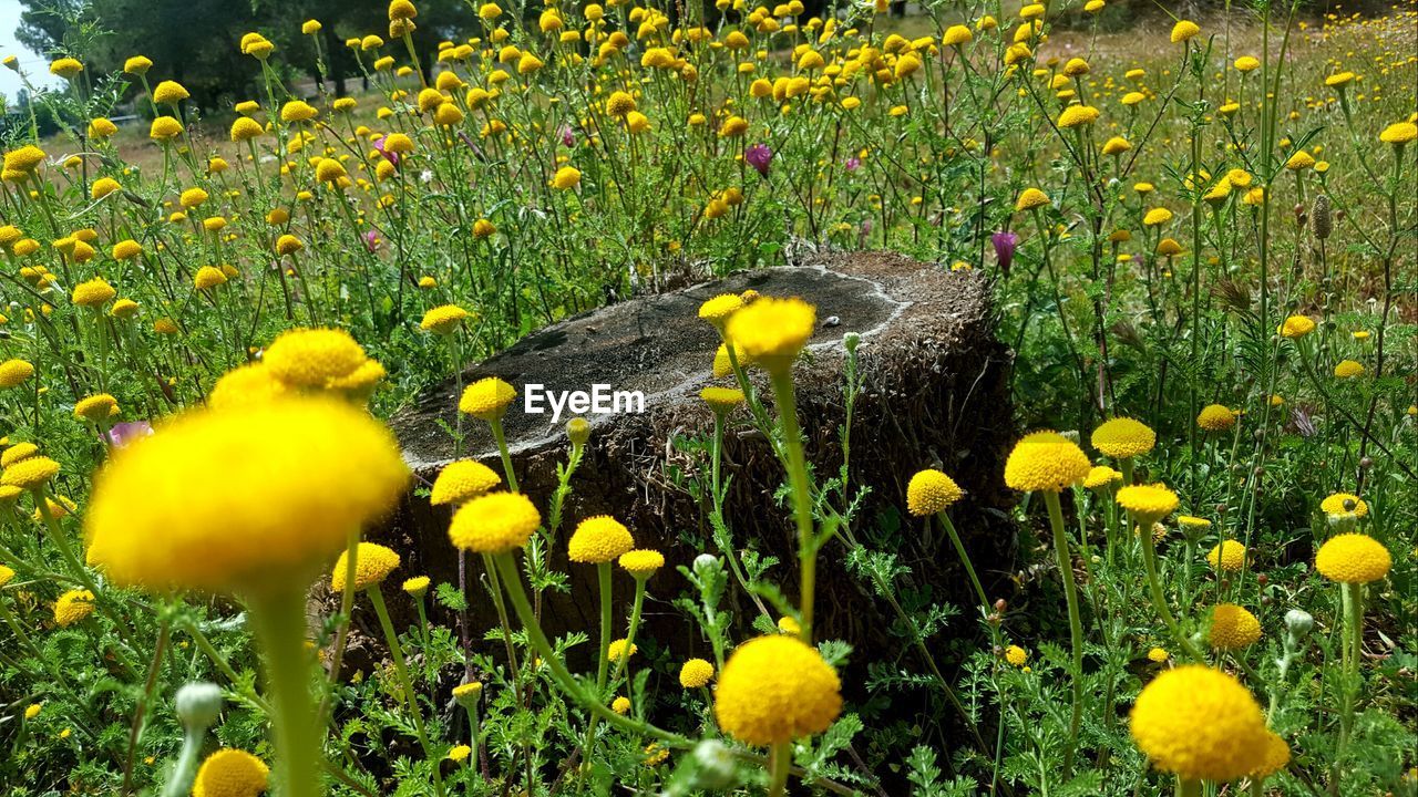 Close-up of yellow crocus blooming on field