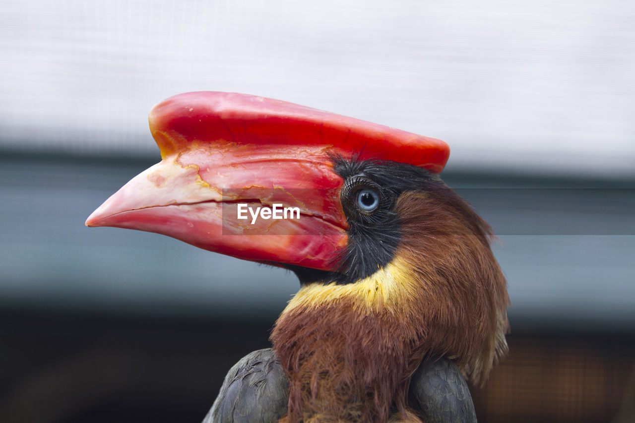 CLOSE-UP OF A PARROT