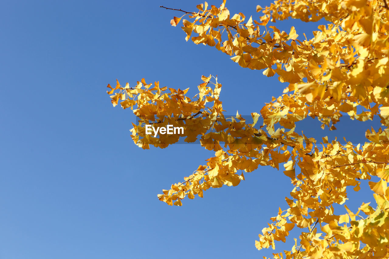 Close-up of autumn ginkgo leaves