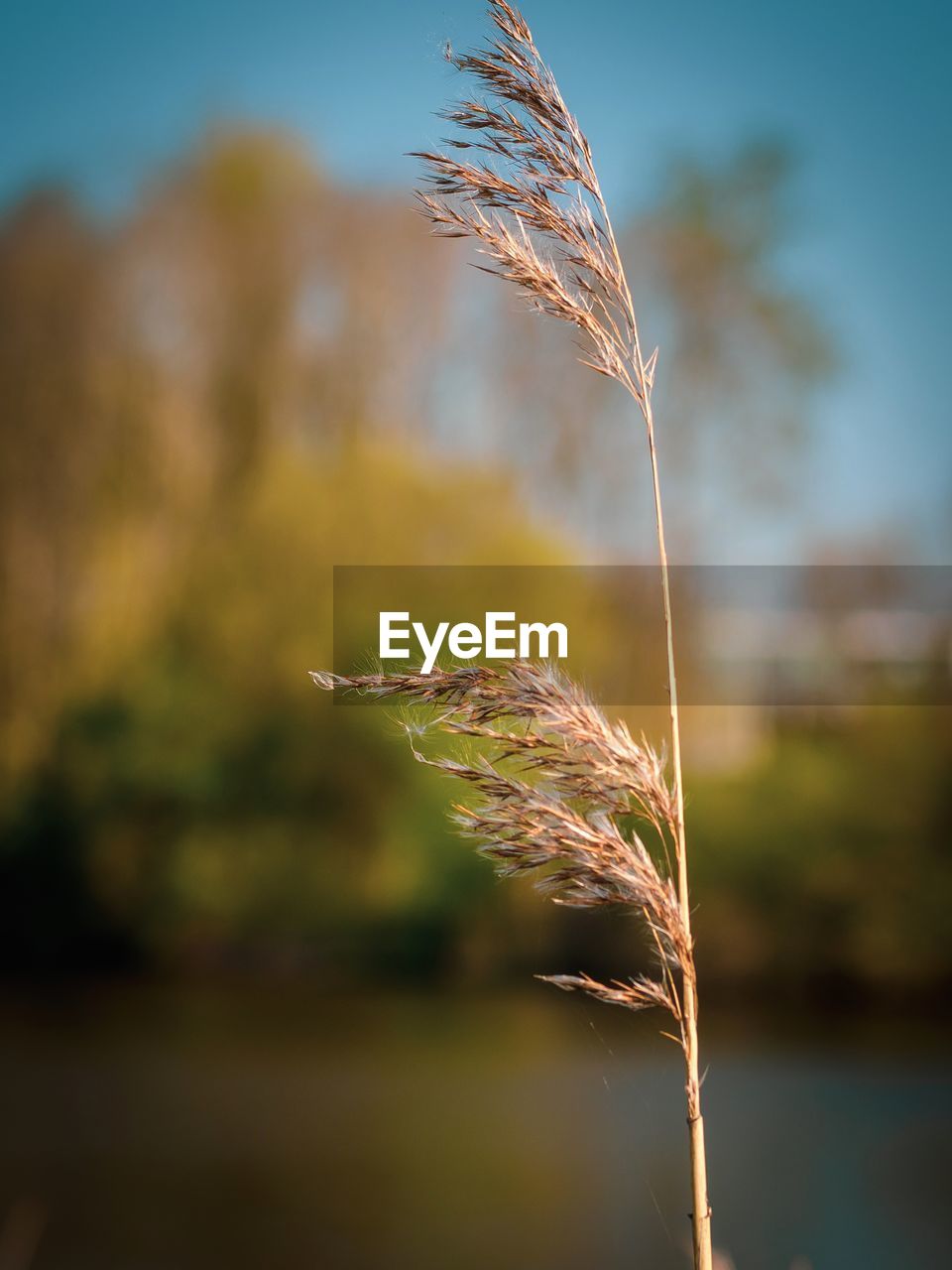 Close-up of wheat growing on field