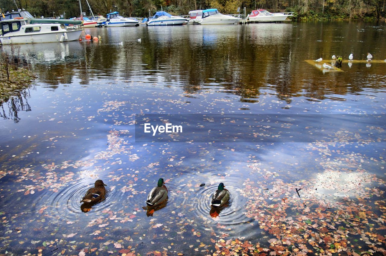 DUCKS IN WATER