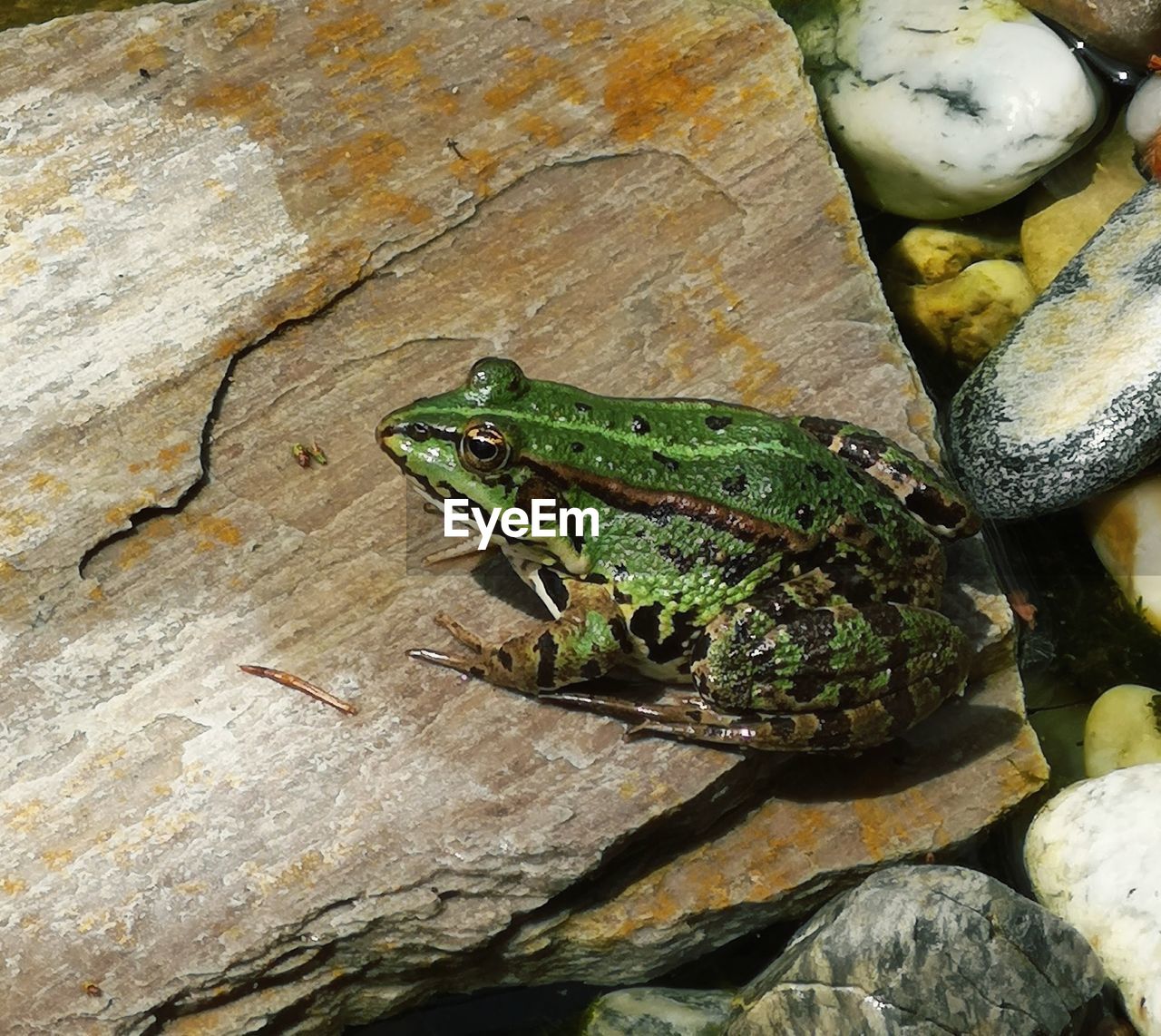 CLOSE-UP OF INSECT ON ROCK