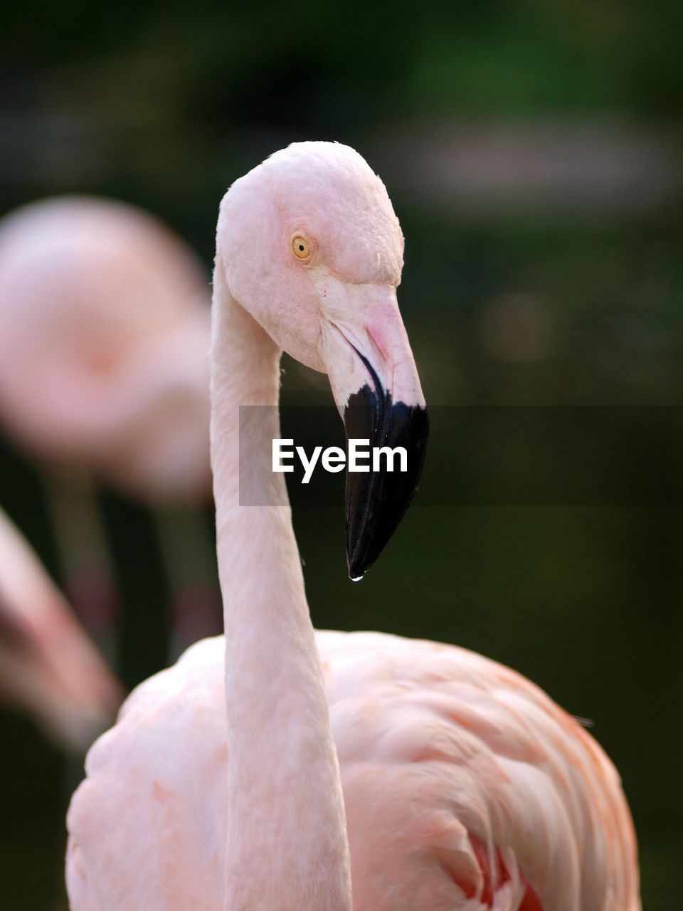 Close-up of flamingo outdoors