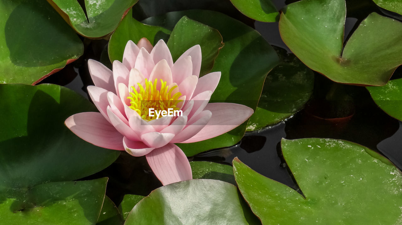 Close-up of lotus water lily in pond