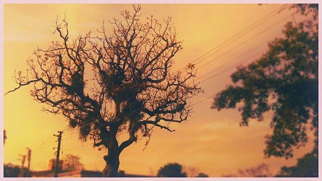 SILHOUETTE OF TREES AT SUNSET