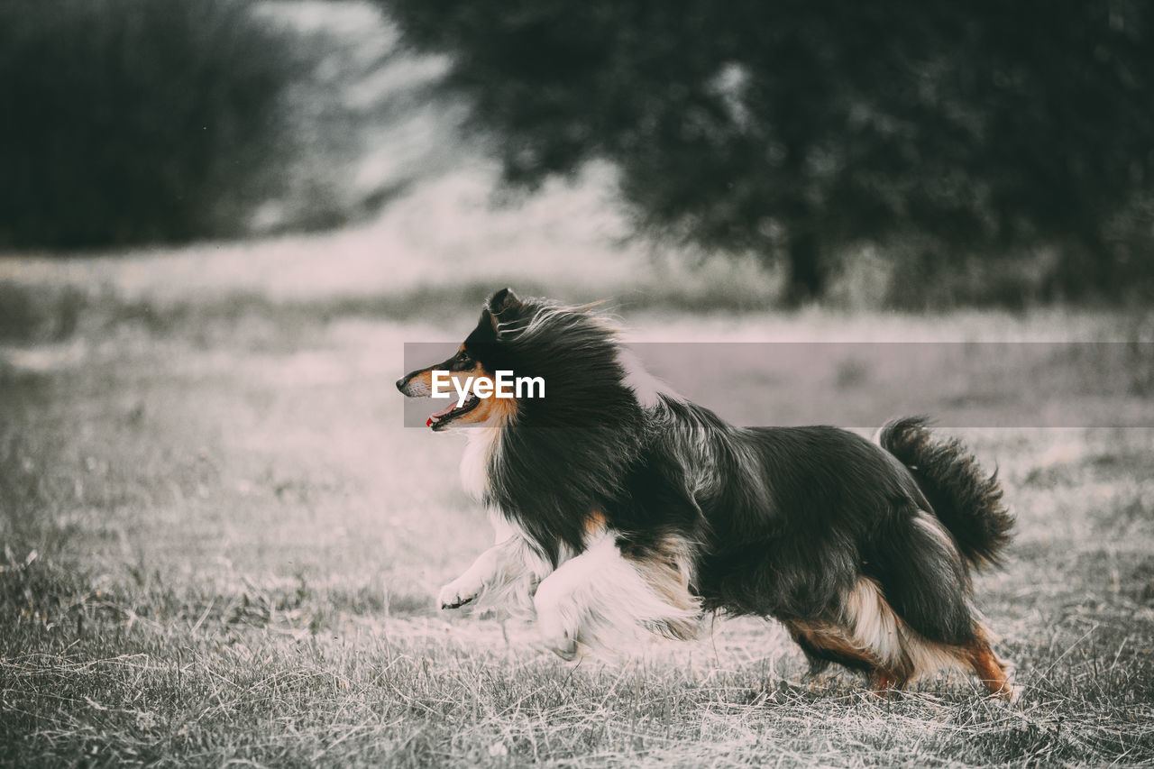 portrait of dog on field