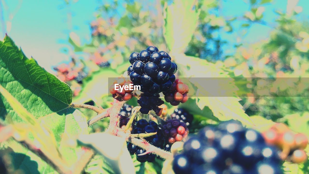 Close-up of blackberries growing on plant