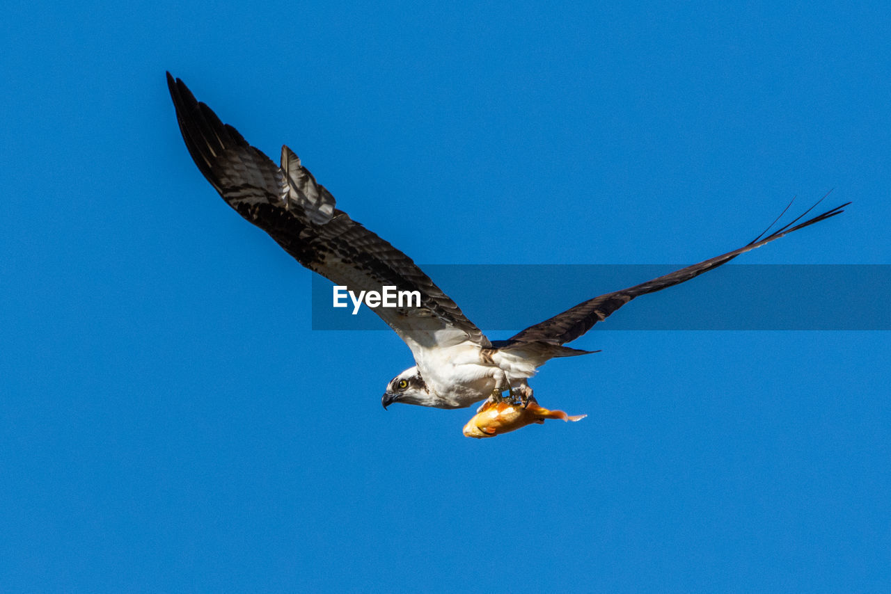 An osprey, pandion haliaetus, carries a fish in its talons above a wetland in culver, indiana