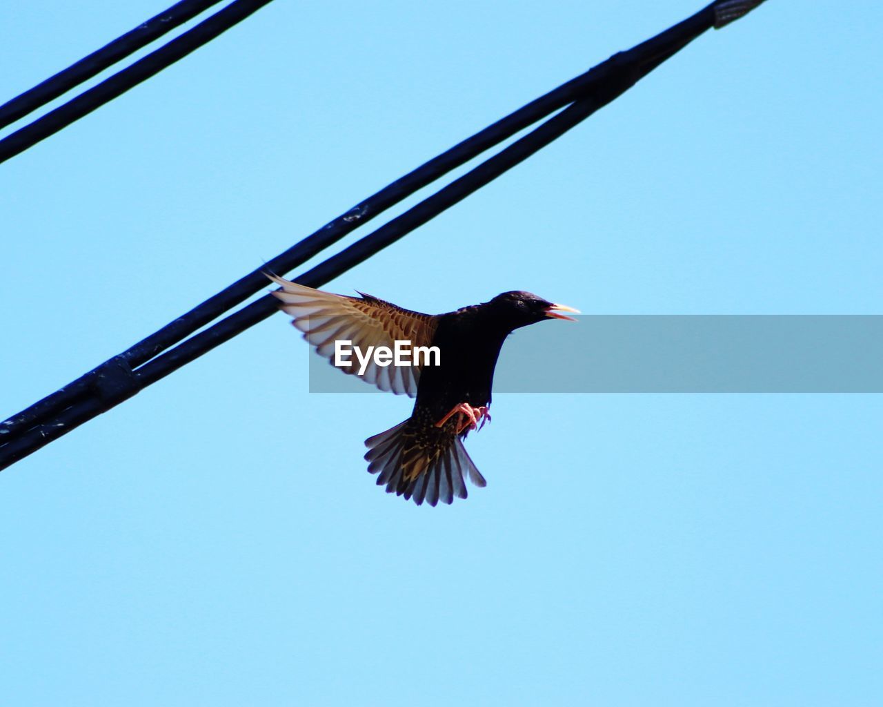 LOW ANGLE VIEW OF BIRD FLYING AGAINST SKY