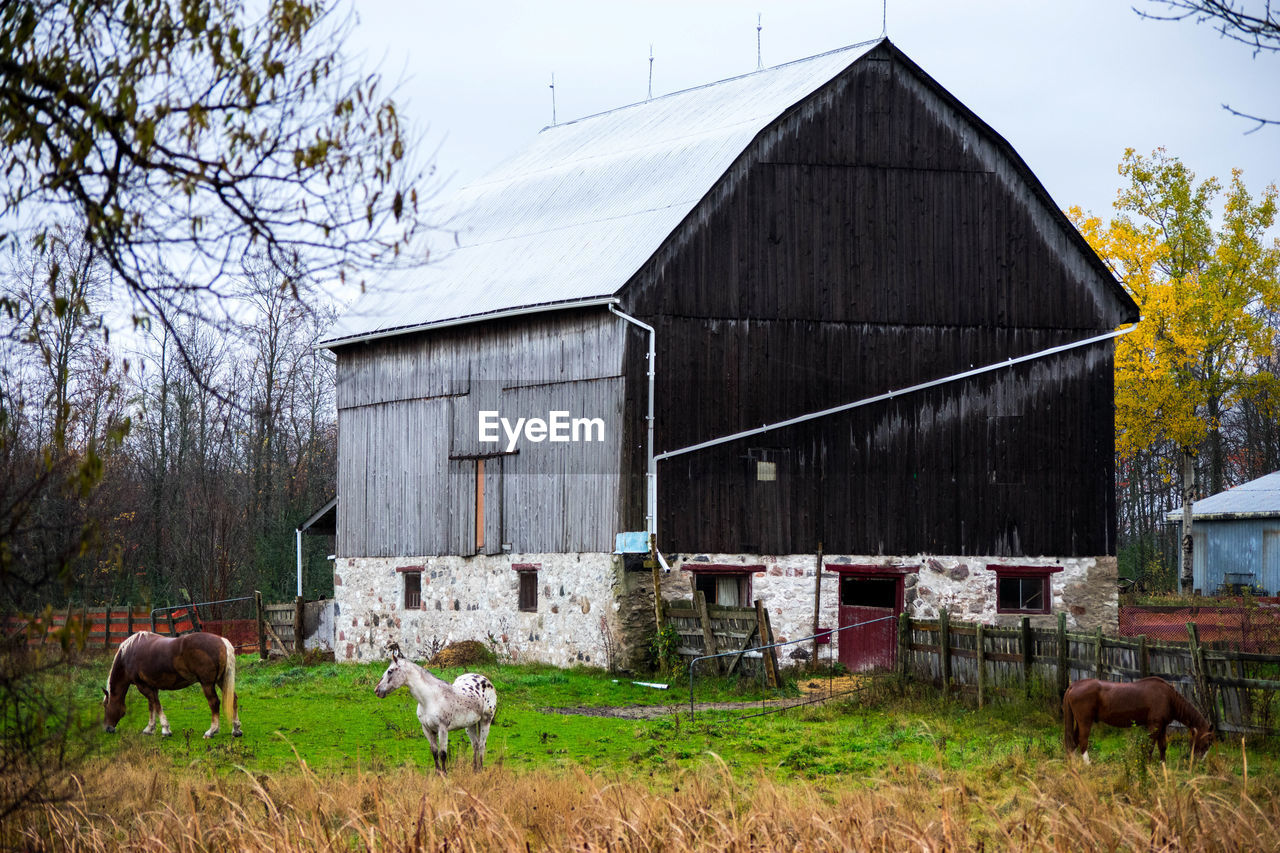 COWS IN BARN ON FIELD