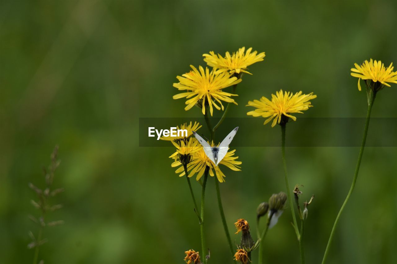 Close-up of butterfly on yellow flowering plant