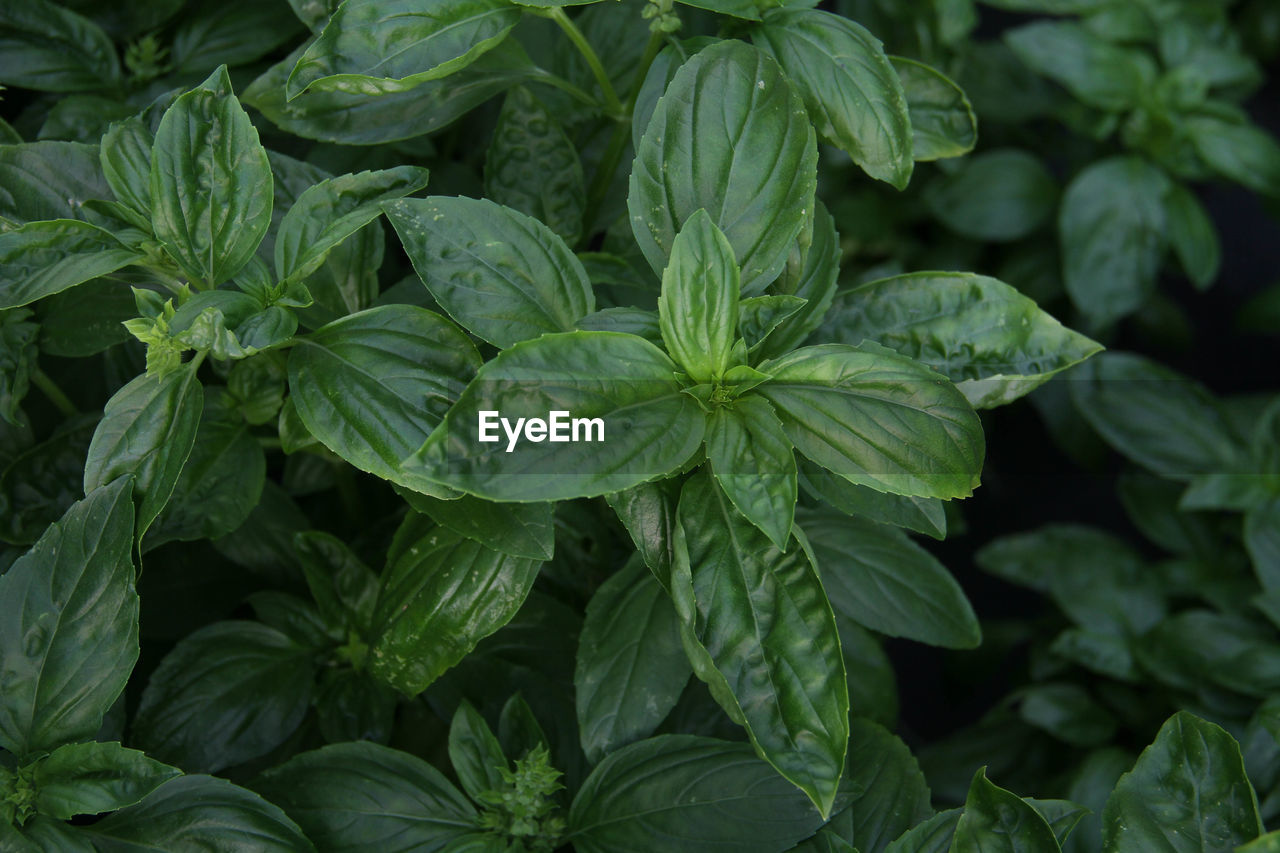 CLOSE-UP OF GREEN LEAVES