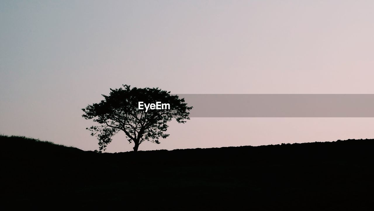 SILHOUETTE TREE ON FIELD AGAINST CLEAR SKY