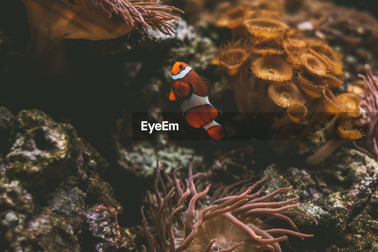 High angle view of clown fish by coral swimming in sea