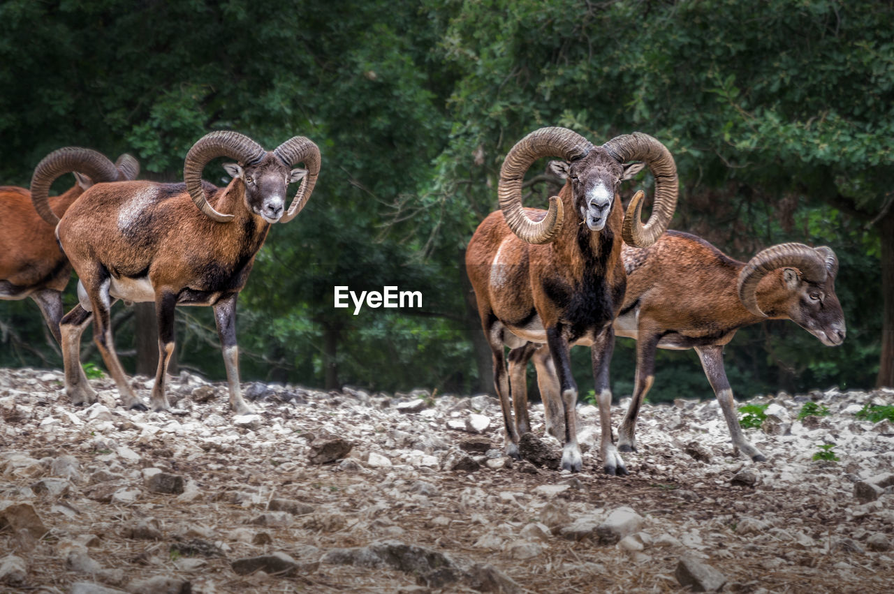 Herd of mouflon, tierpark ernstbrunn/austria
