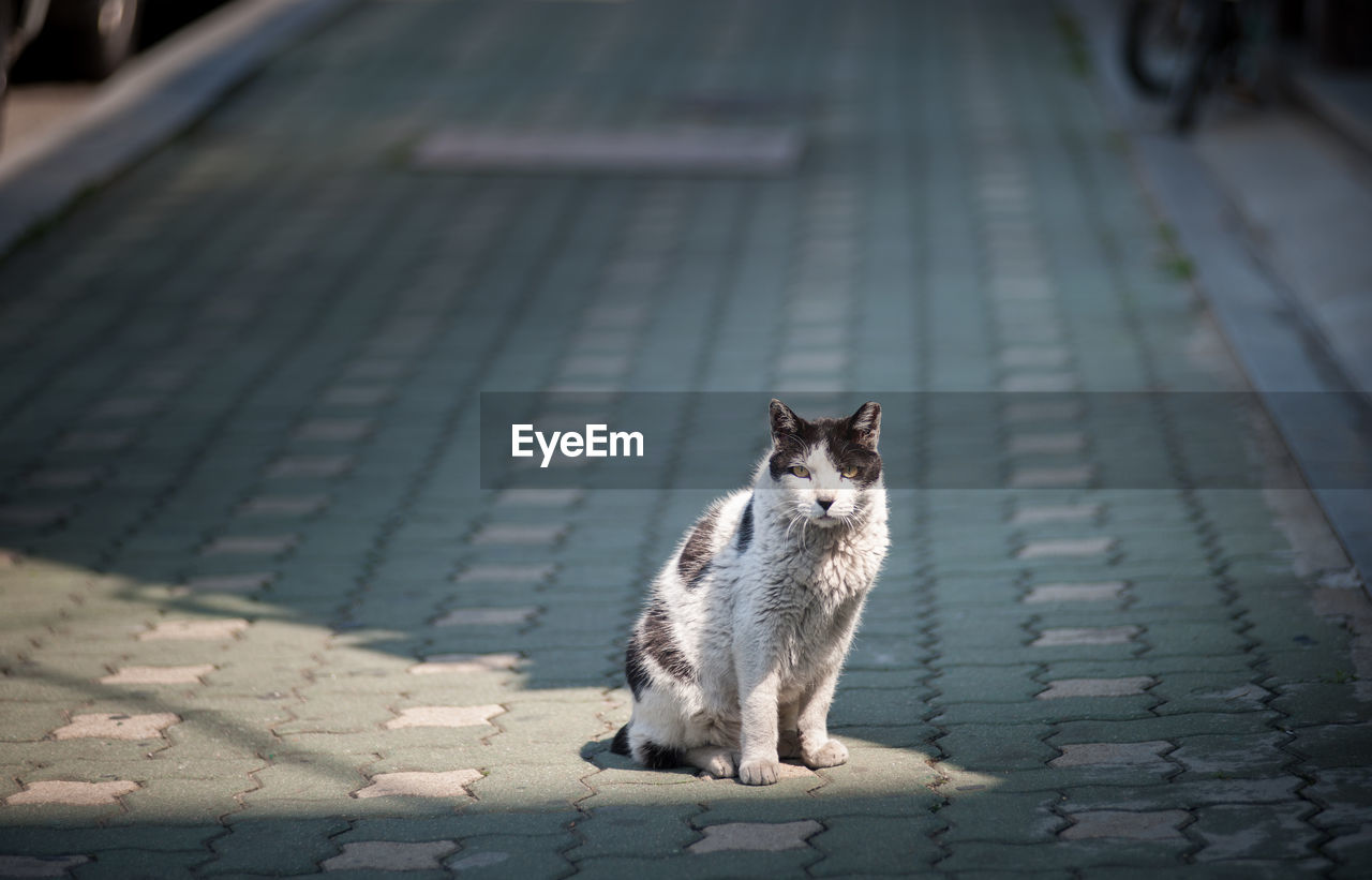Portrait of cat sitting on footpath