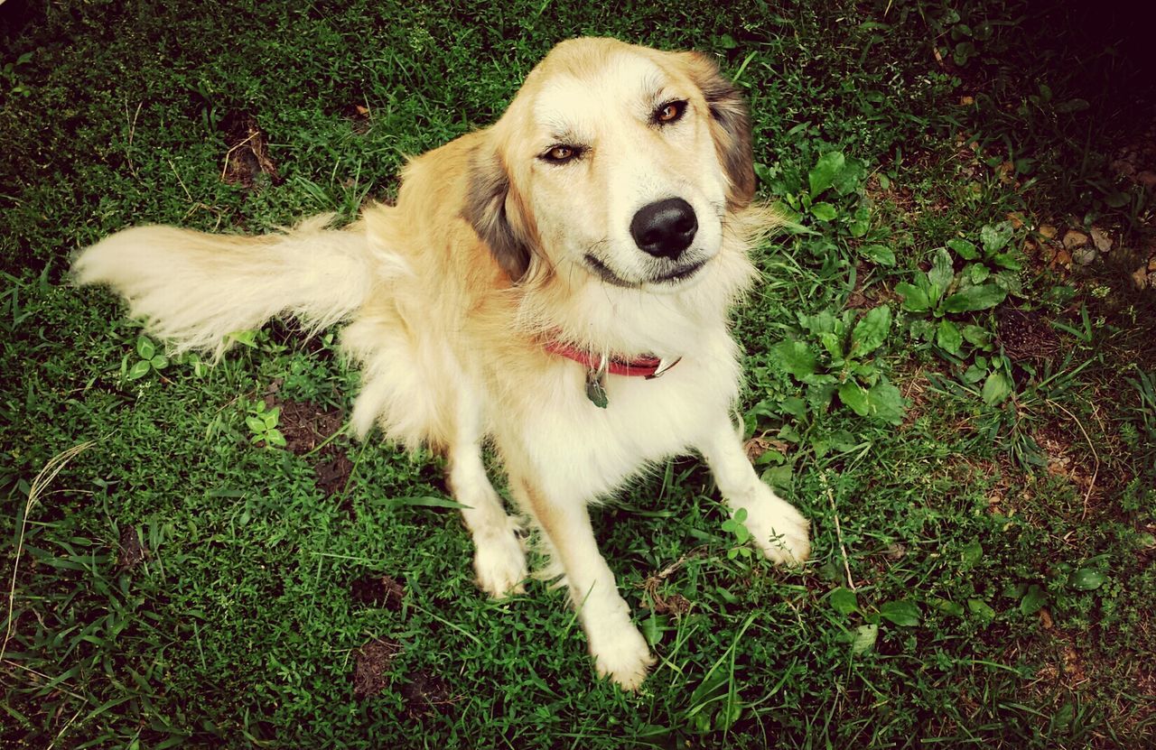 Portrait of golden retriever dog sitting on field in yard
