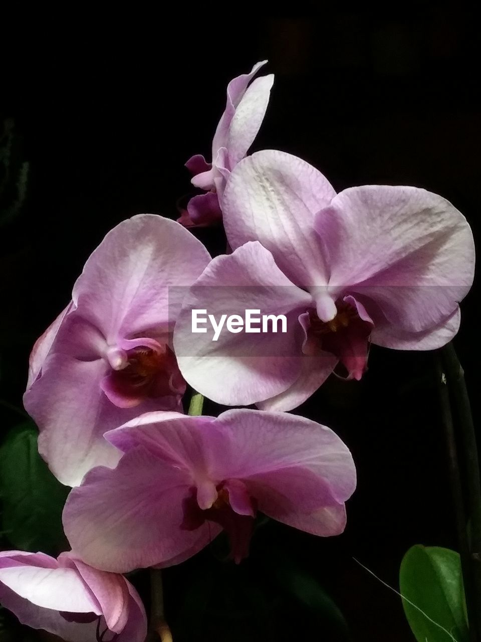 CLOSE-UP OF PINK ORCHID FLOWER AGAINST BLACK BACKGROUND