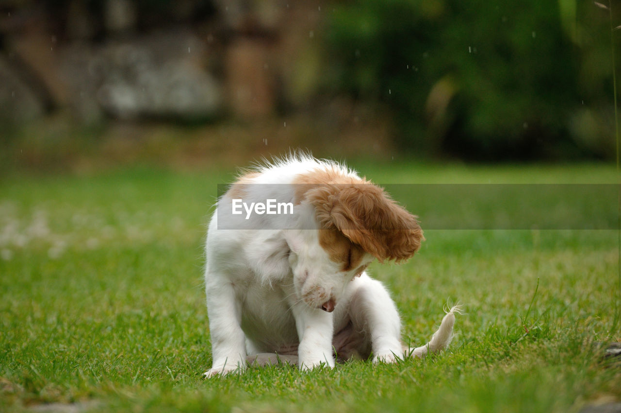 CLOSE-UP OF DOG ON GRASS