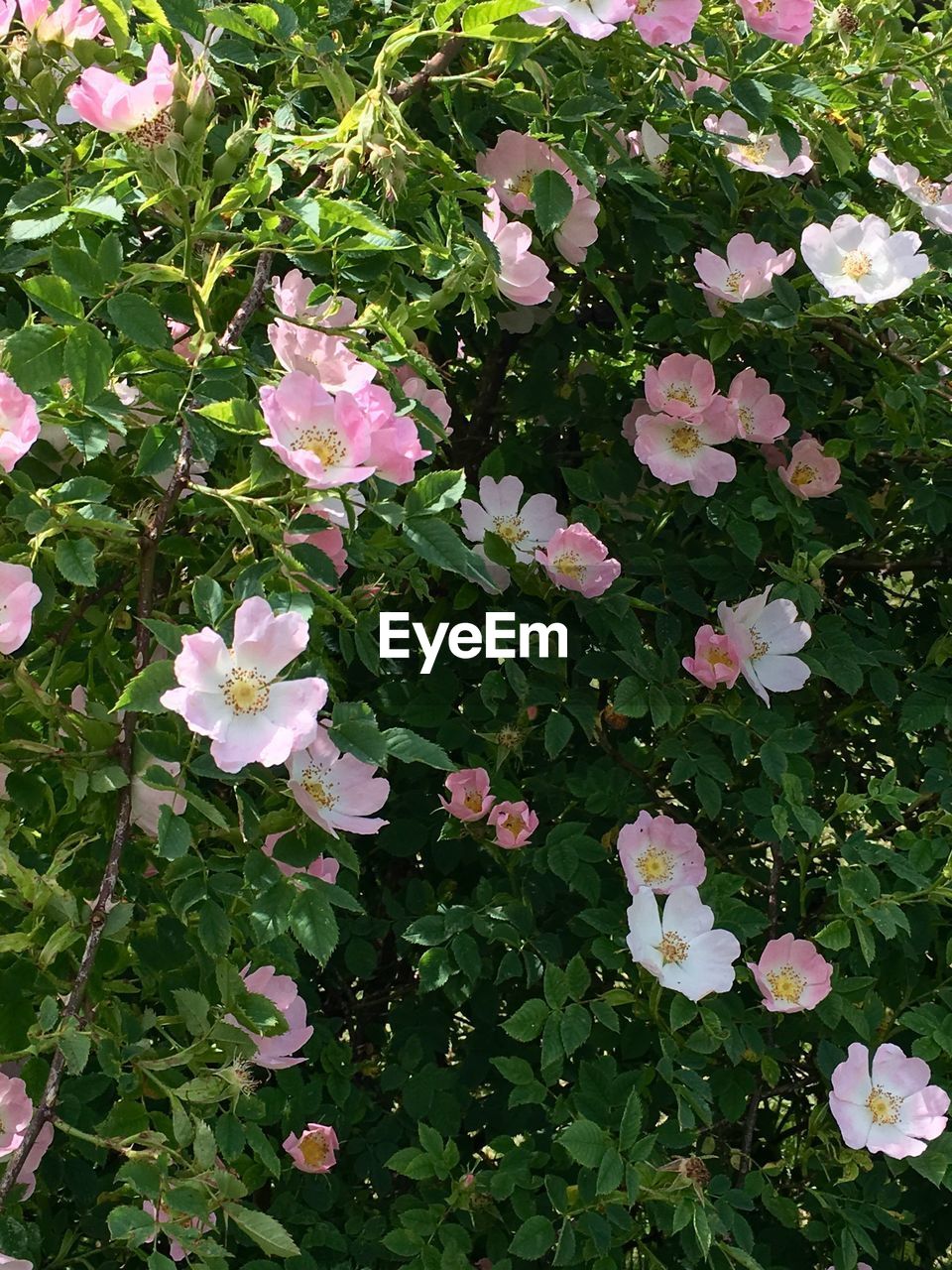 CLOSE-UP OF PINK FLOWERS