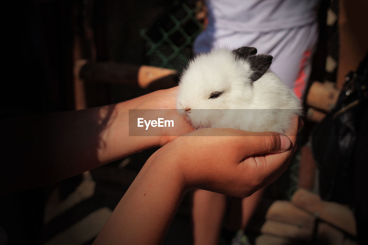 Close-up of hand holding white rabbit