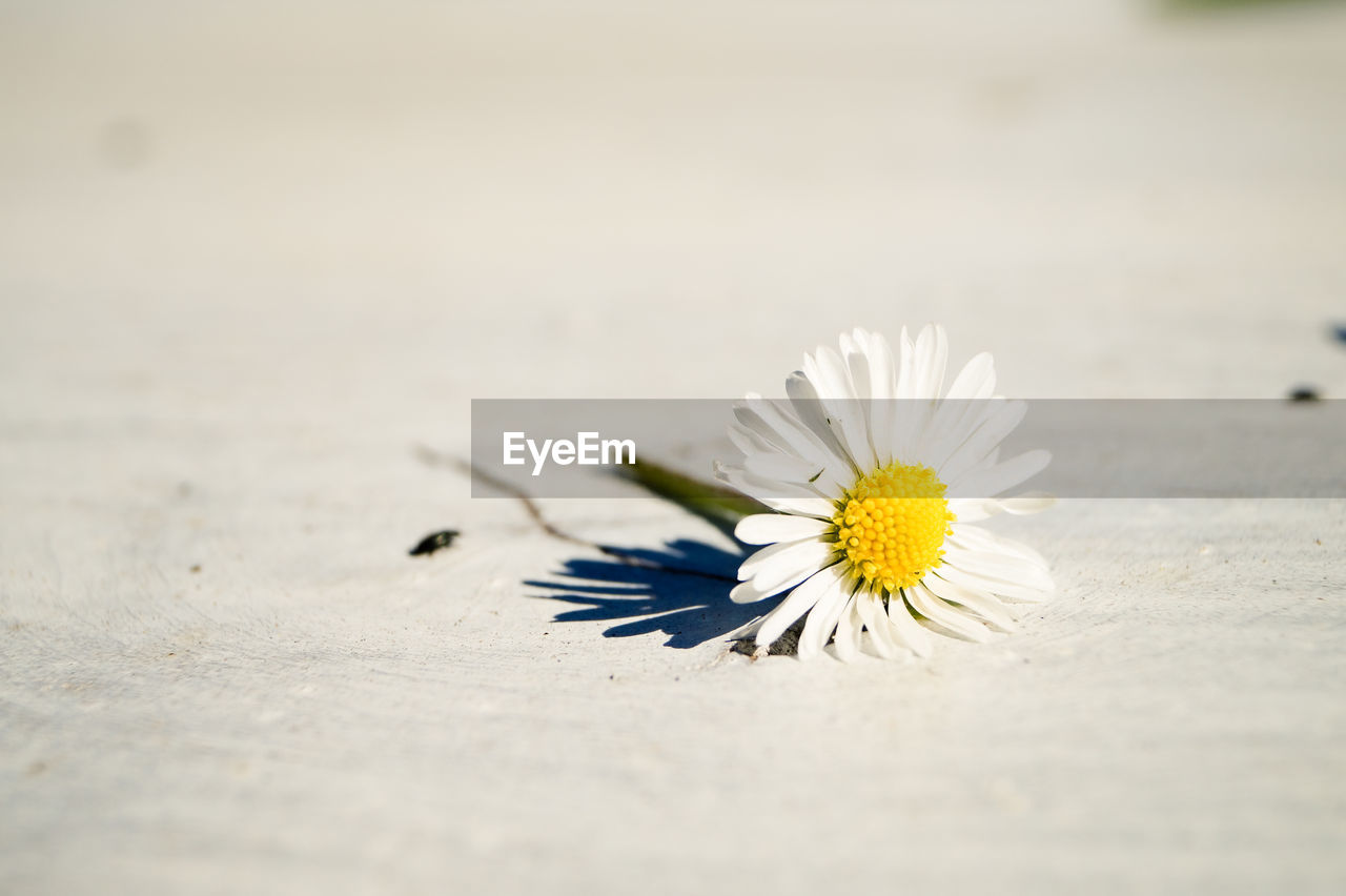 Close-up of fallen white daisy on footpath