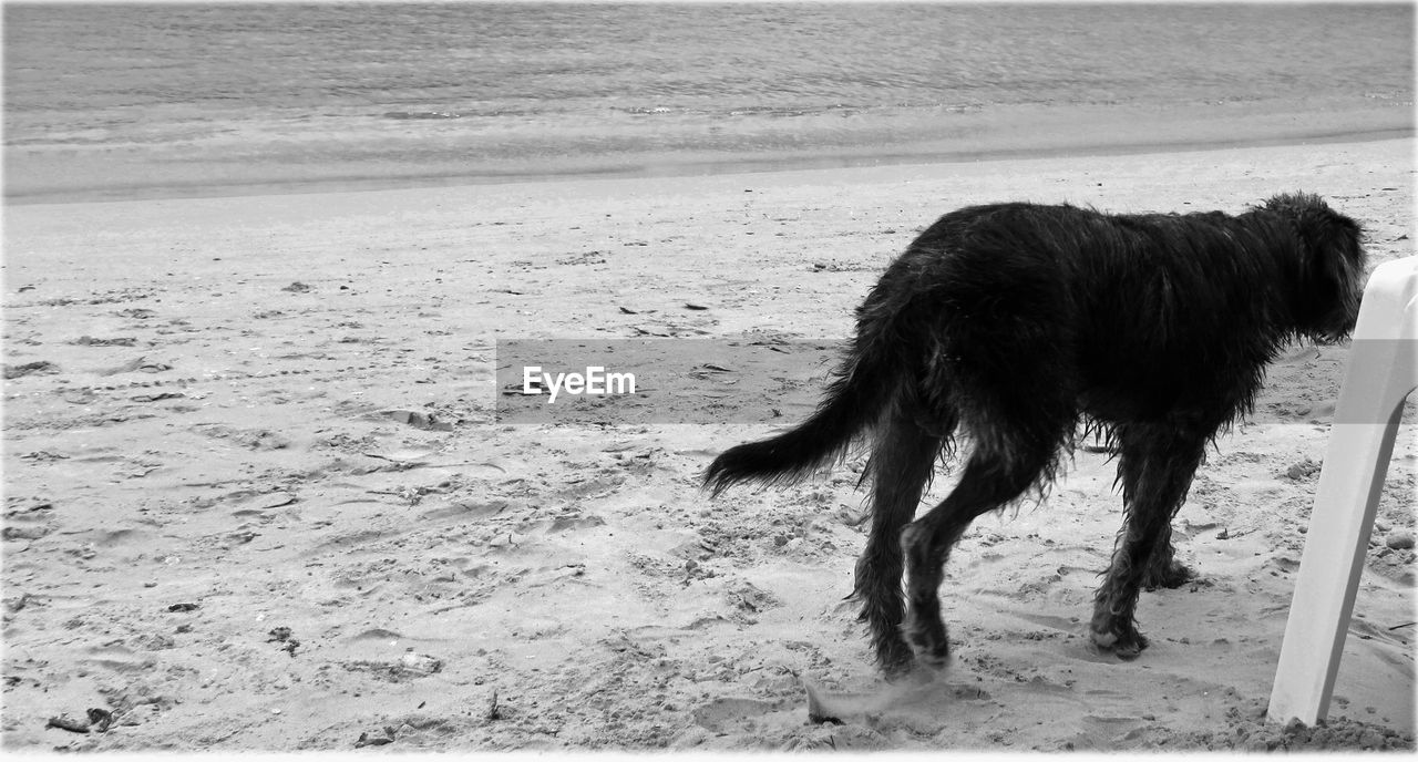 Hairy dog on shore at beach