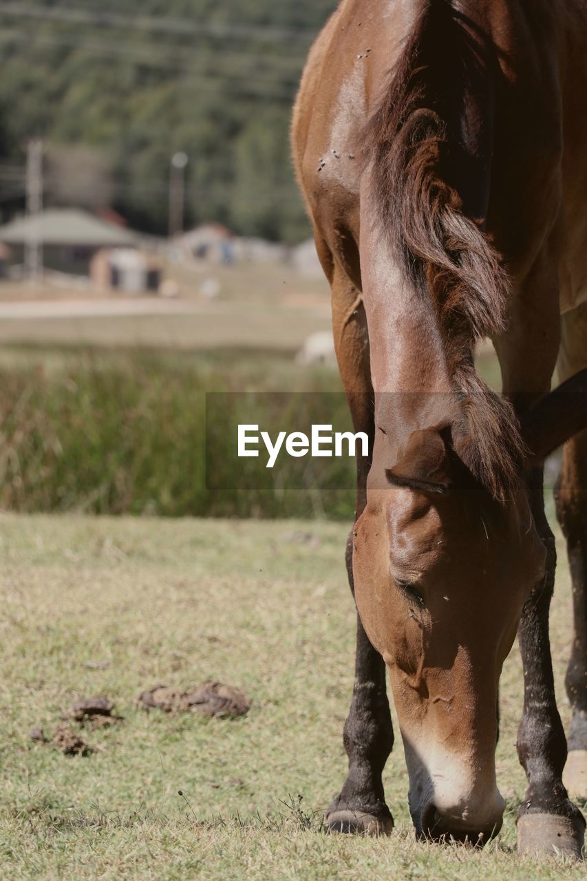 HORSE STANDING IN FIELD