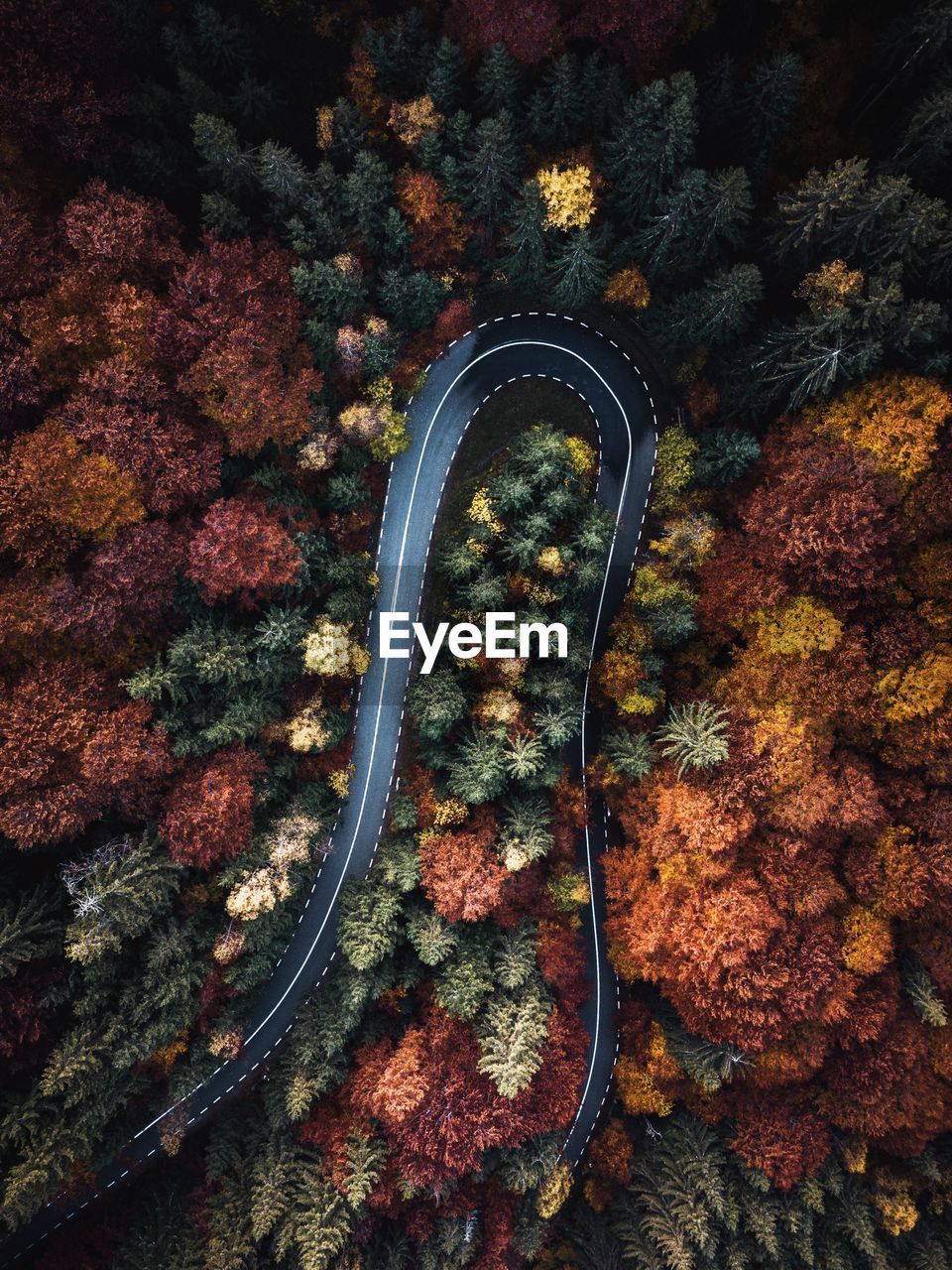Aerial view of road amidst autumn trees in forest