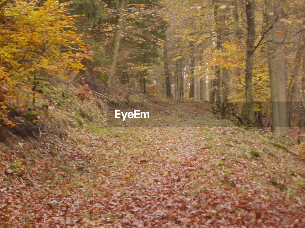 Trees in forest during autumn