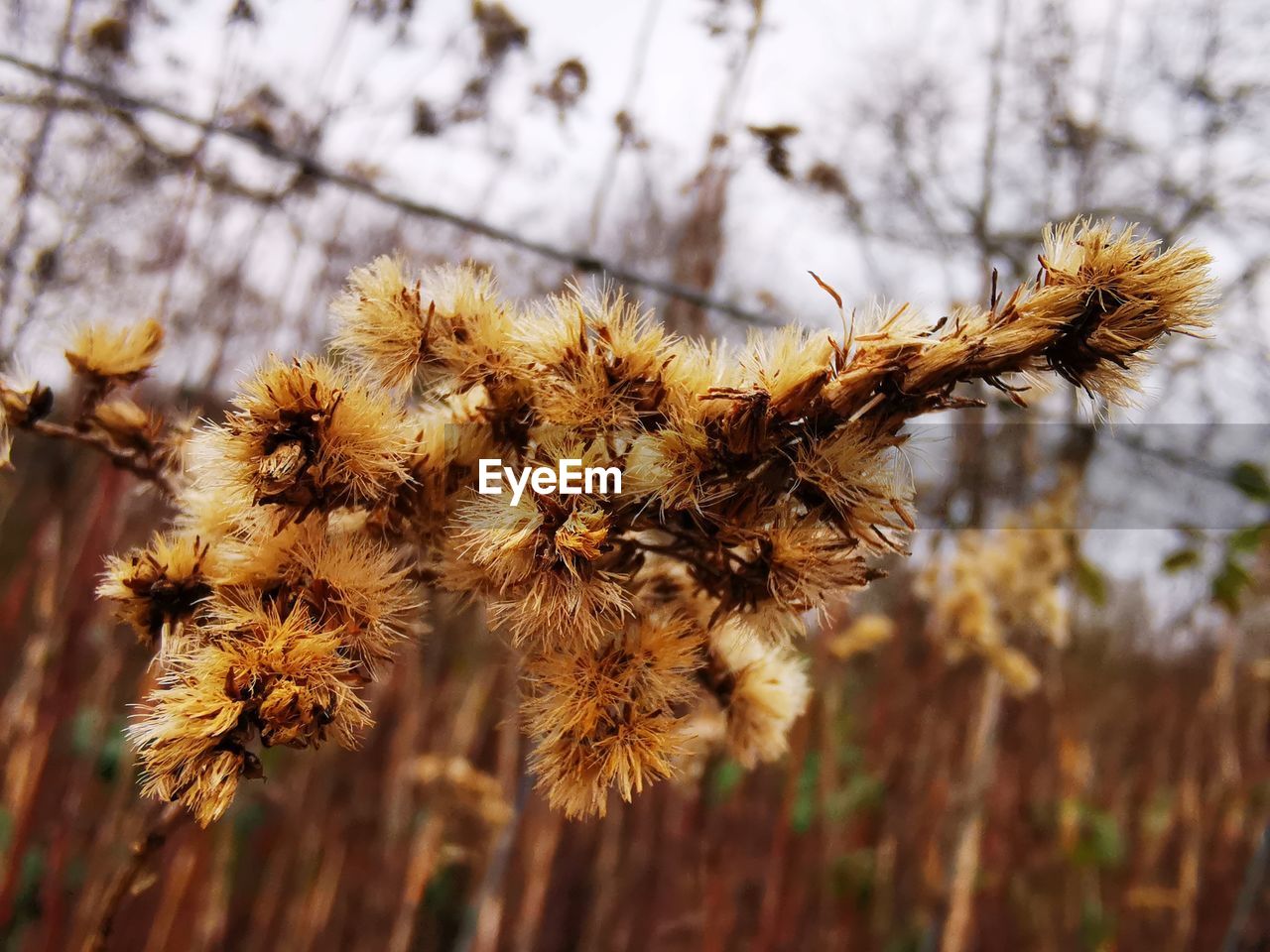 Close-up of wilted plant