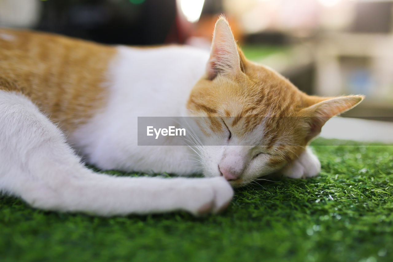 animal, animal themes, mammal, pet, domestic animals, one animal, cat, domestic cat, feline, relaxation, grass, lying down, whiskers, nose, sleeping, resting, no people, small to medium-sized cats, felidae, selective focus, tired, animal body part, close-up, eyes closed, carnivore, nature, green