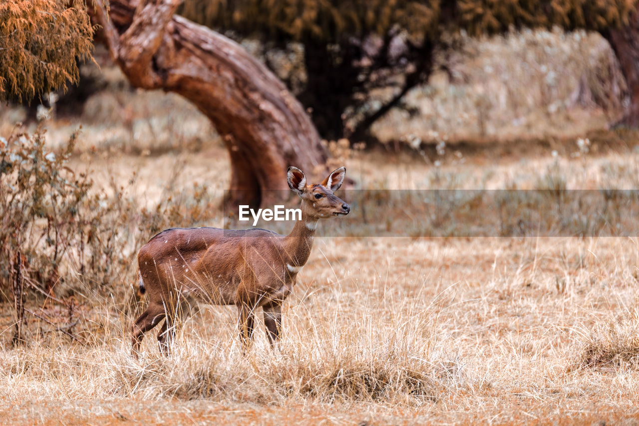 SIDE VIEW OF GIRAFFE ON LAND