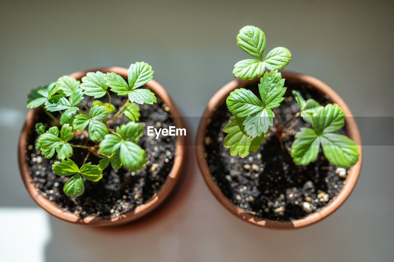 green, plant, leaf, growth, plant part, potted plant, herb, nature, food, flowerpot, food and drink, indoors, freshness, no people, studio shot, flower, houseplant, close-up, healthy eating, beginnings, wellbeing, mint leaf - culinary, botany, produce, beauty in nature, seedling