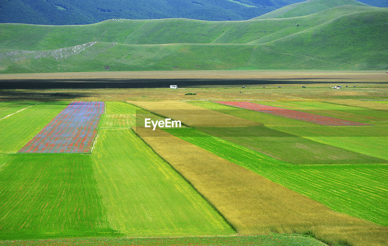 Scenic view of colorful agricultural field