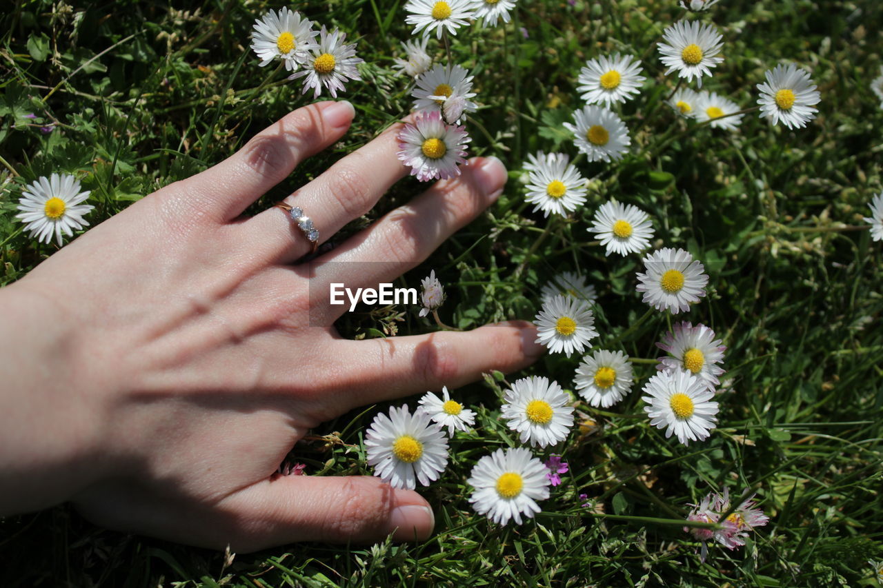 Cropped hand of woman touching daisies