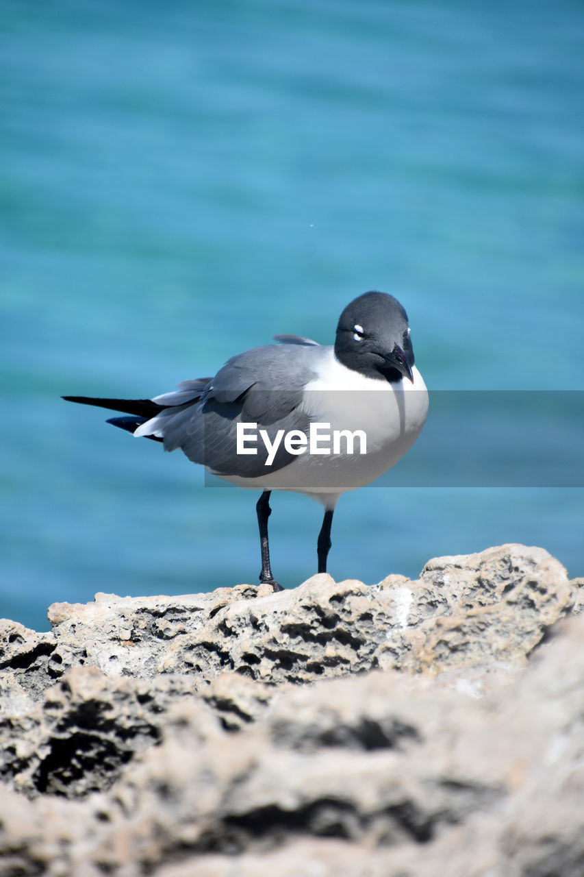 A look at a laughing gull bird standing on a white coral.