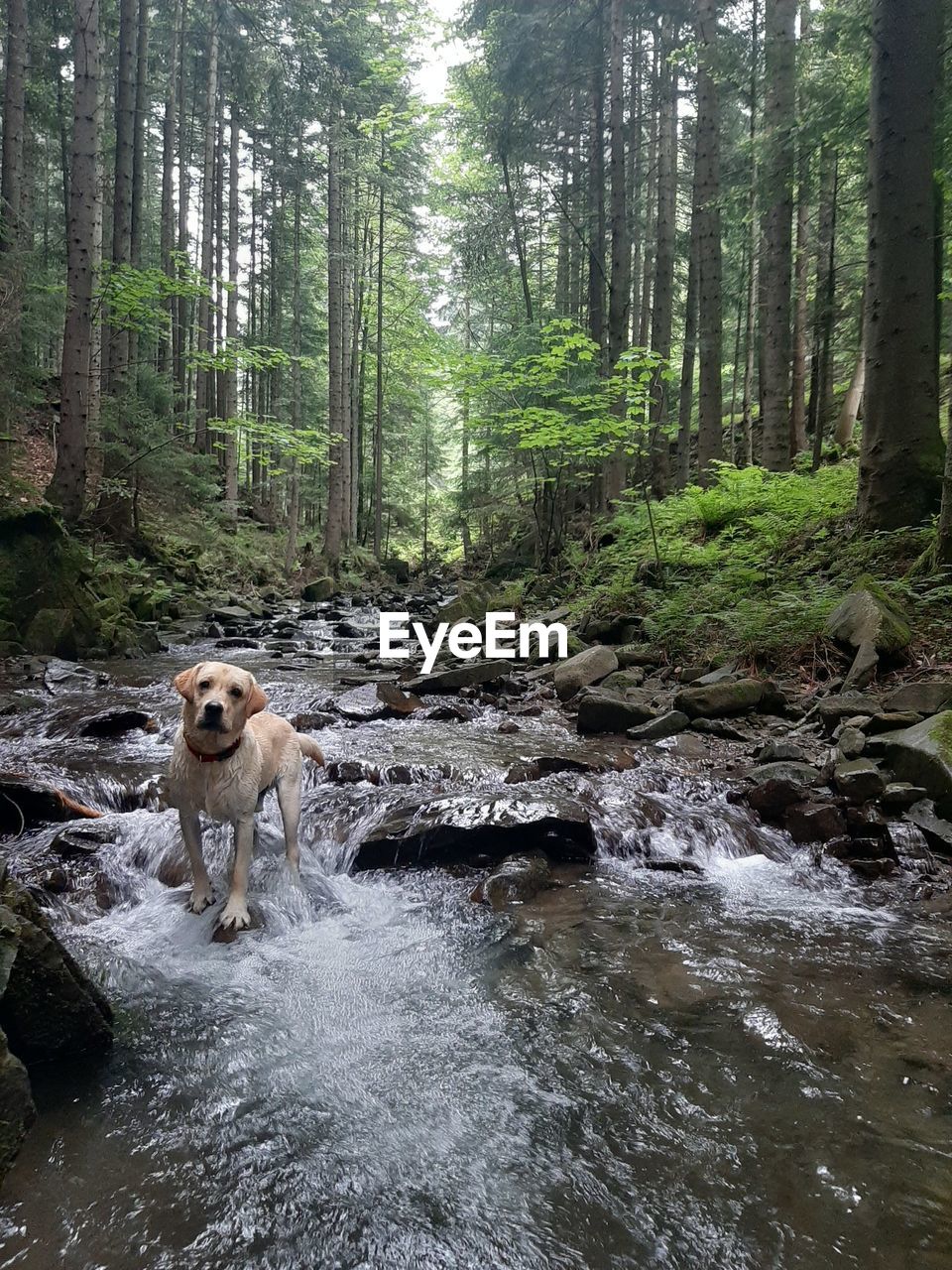 Dog standing in the river