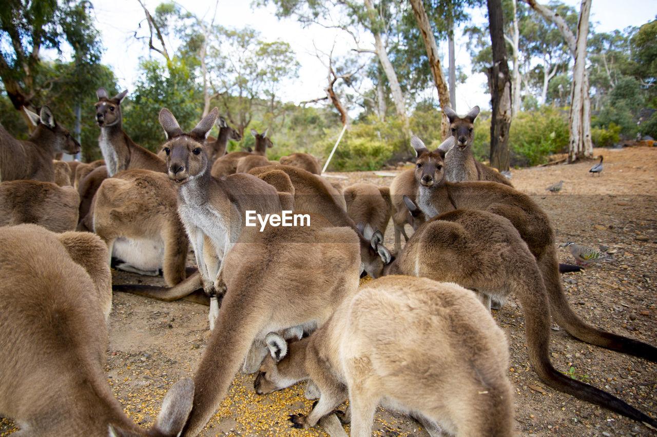 animal themes, animal, kangaroo, mammal, wildlife, group of animals, animal wildlife, tree, plant, nature, zoo, no people, domestic animals, herd, day, land, safari, outdoors, medium group of animals, environment
