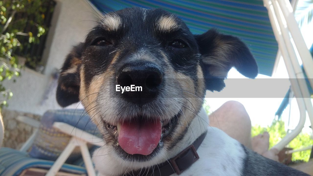 Close-up portrait of dog