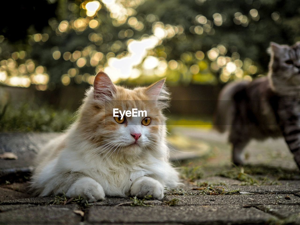 Close-up of cat looking away while sitting on footpath