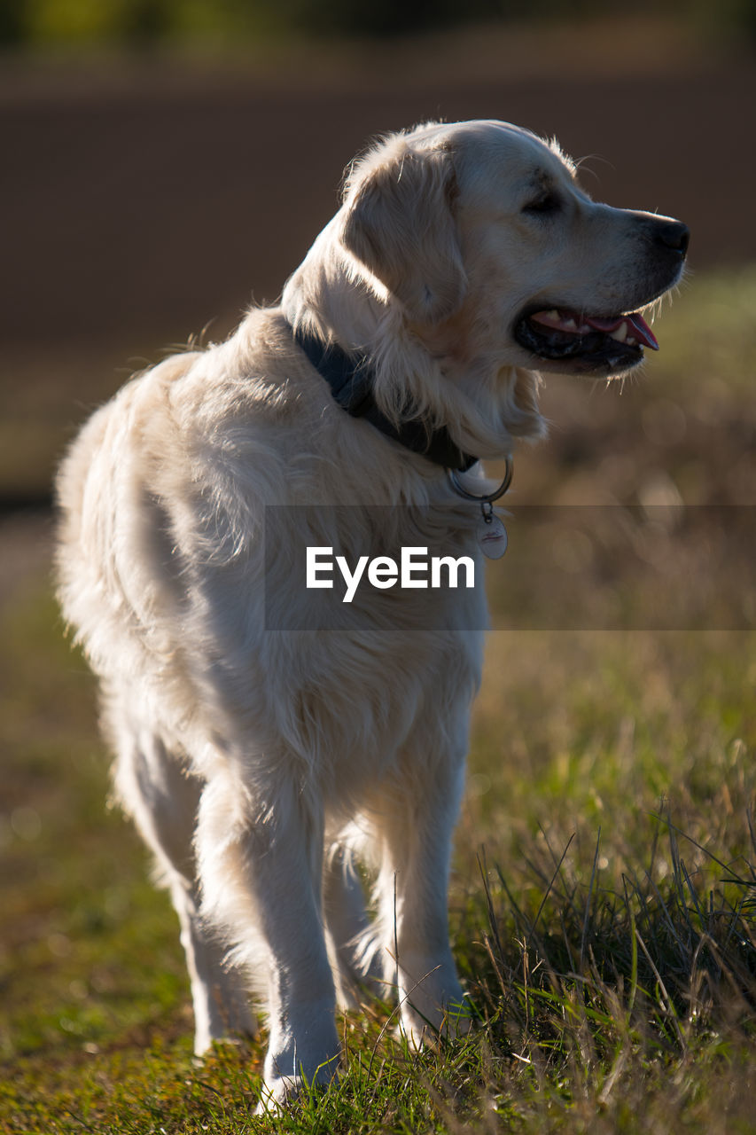 DOG LOOKING AWAY ON LAND