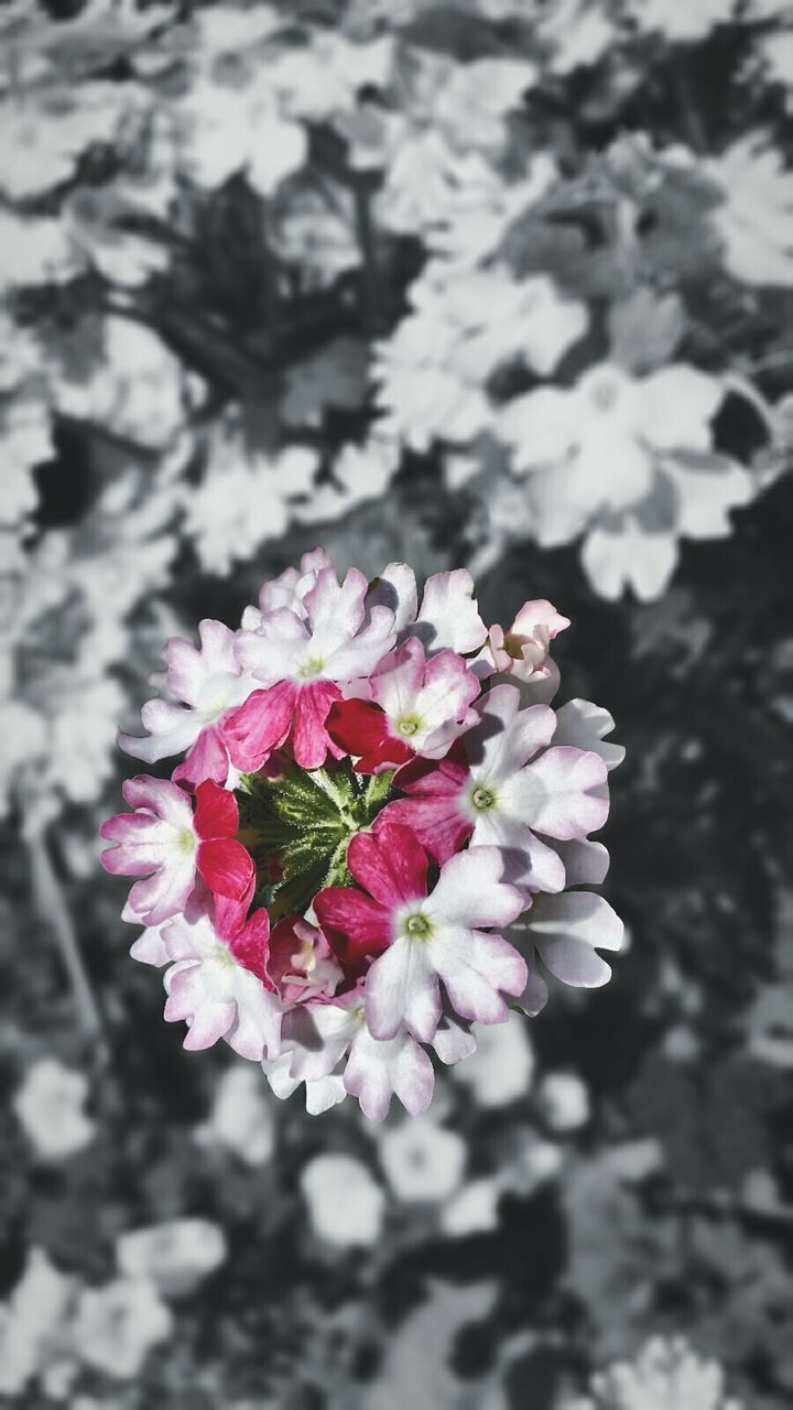 CLOSE-UP OF PINK FLOWERS BLOOMING