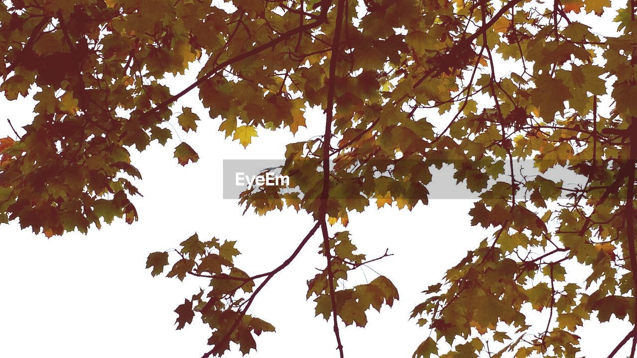 LOW ANGLE VIEW OF TREES