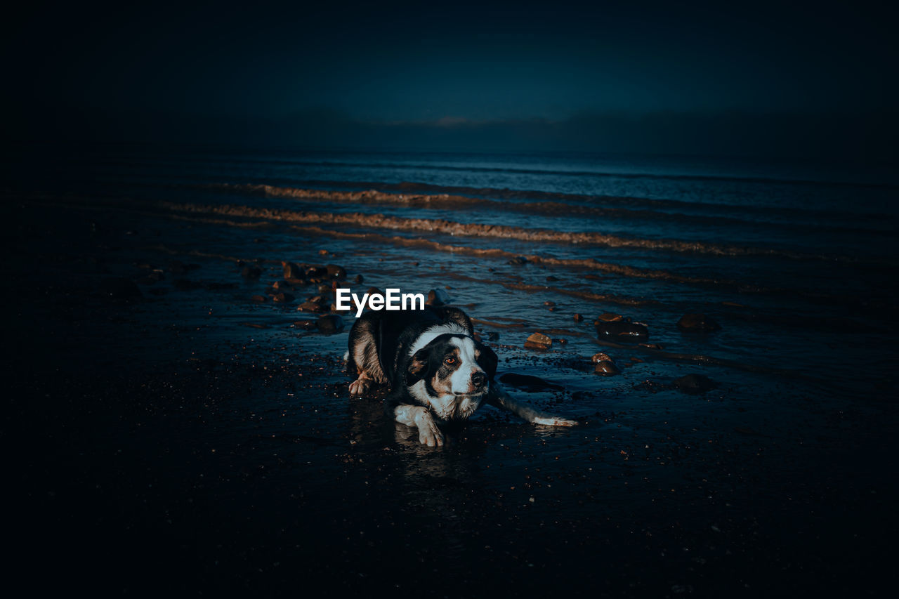 DOG STANDING ON BEACH