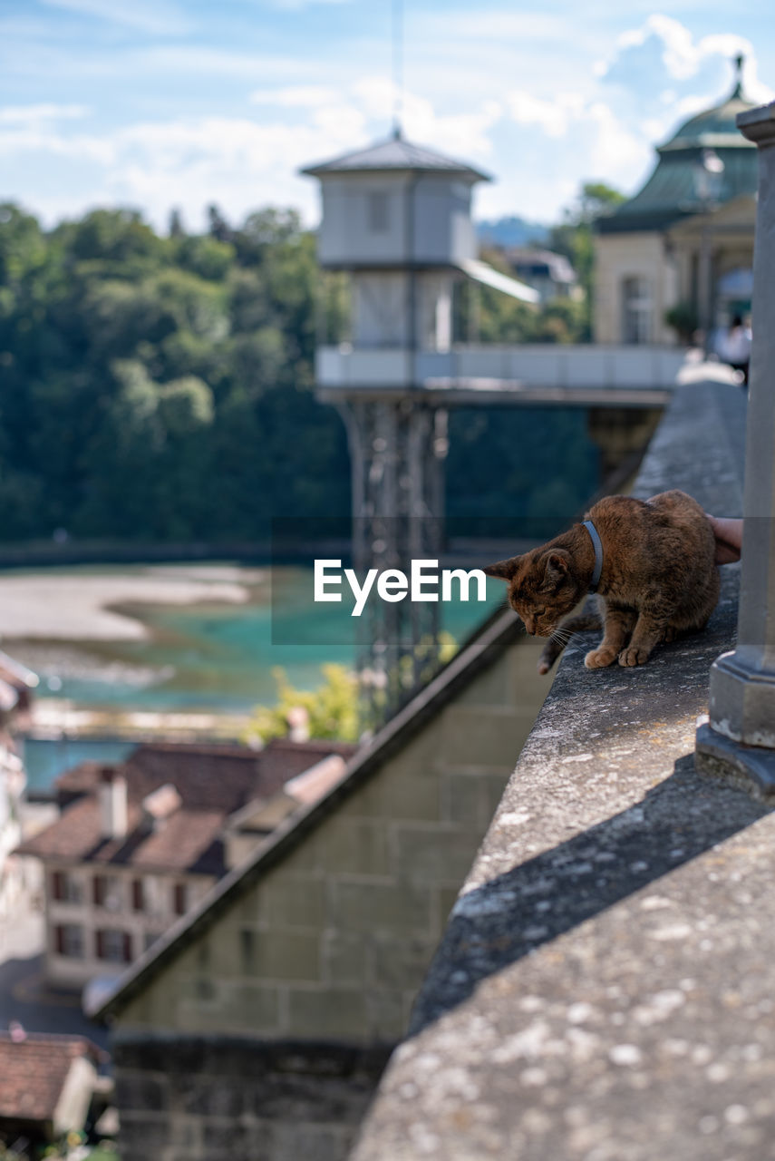 Cat looking away rusky from the stone railing