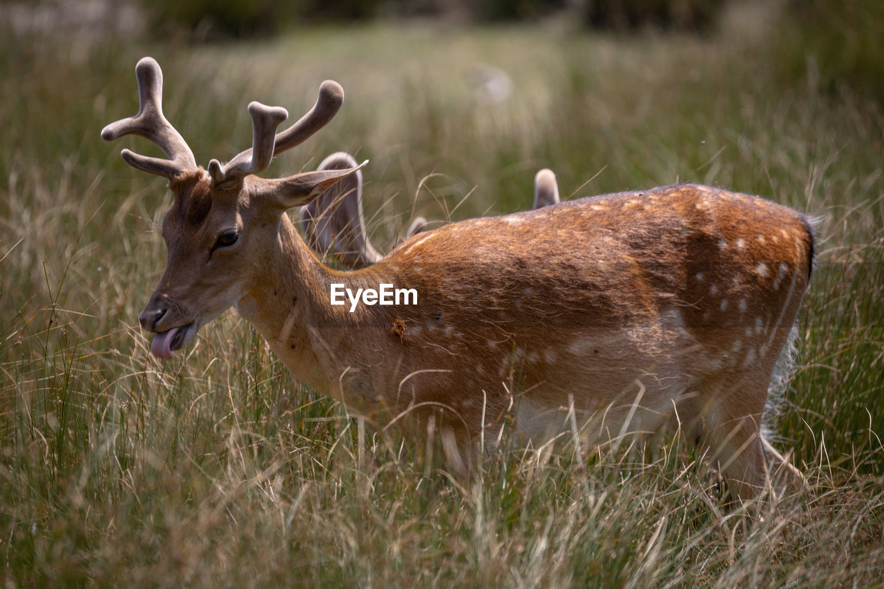 VIEW OF DEER ON FIELD