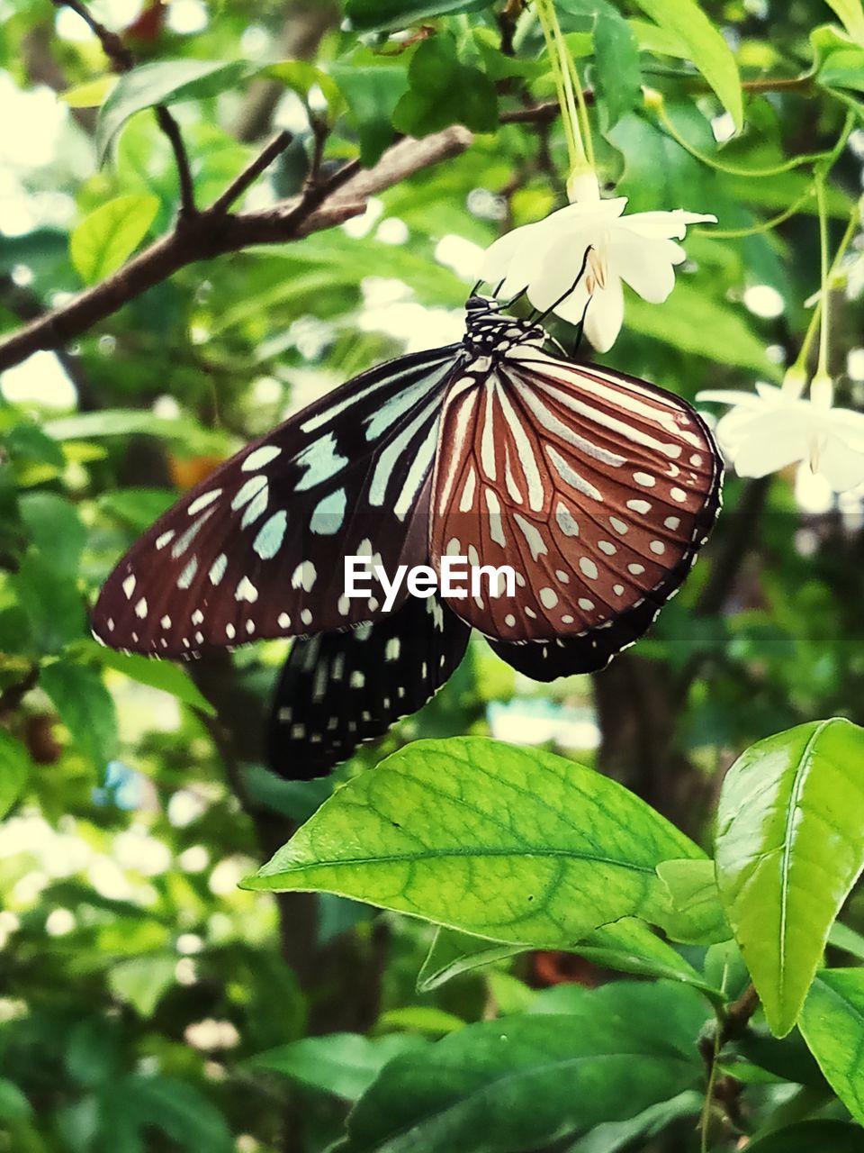 BUTTERFLY ON LEAF